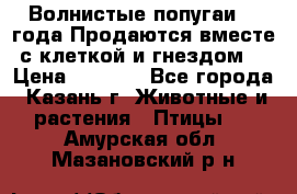 Волнистые попугаи, 2 года.Продаются вместе с клеткой и гнездом. › Цена ­ 2 800 - Все города, Казань г. Животные и растения » Птицы   . Амурская обл.,Мазановский р-н